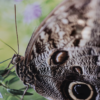 Photo print on metal of a closeup of an owl butterfly