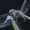 Photo print on metal of a closeup view of a dragonfly. looking at its side and a little down at it with a black background.
