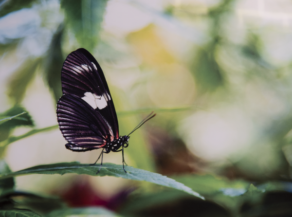 Photo print on metal of a closeup of a butterfly on a thin leaf with a blurred out background